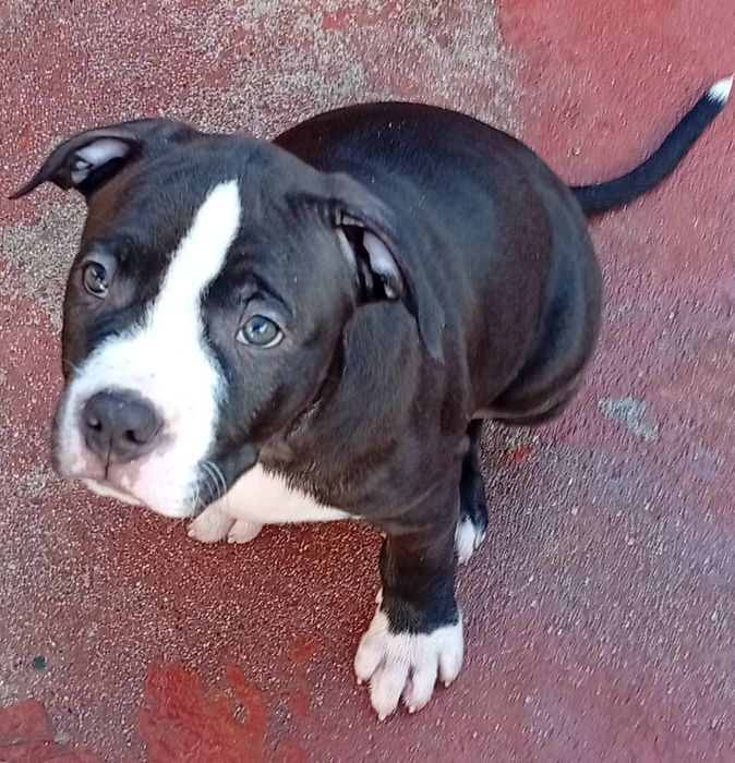 American Staffordshire Terrier