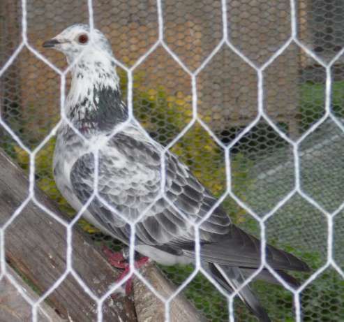 Siatka hodowlana hexagonalna na woliery, ogrodzenia, ocynk 40/0,9