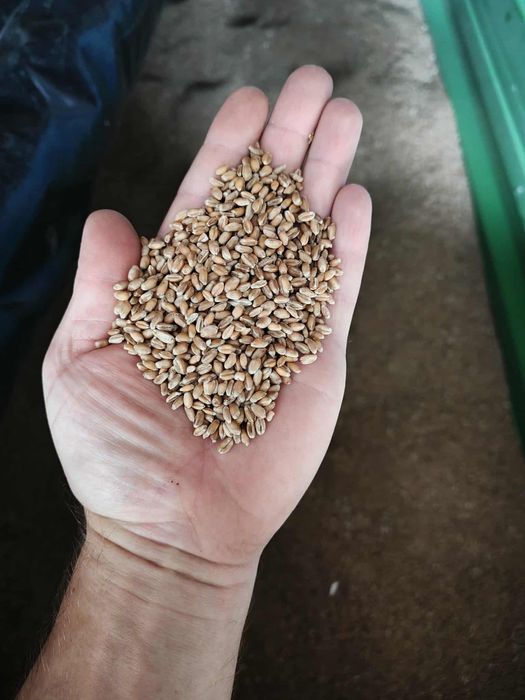 Sprzedam pszenice.  Odmiana  TECHNIK . Zakup z centrali .