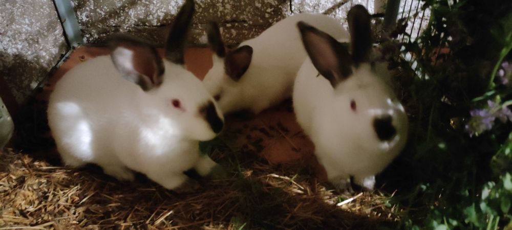 Króliki Kalifornijskie