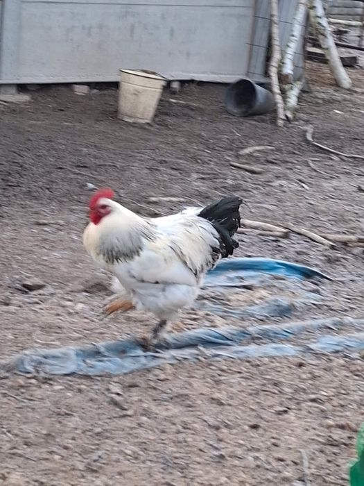 Koguty kogutki mlode