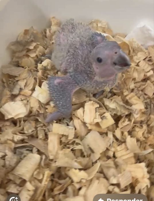 Papagaio auropaliata