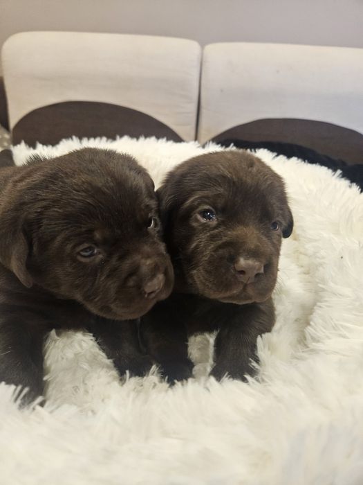 Szczeniaki Labrador Retriver