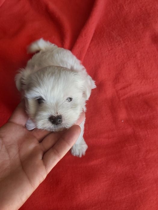 Bichon maltês  todo branco