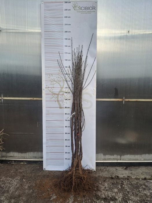 Wiśnia Sabina okulizowana na antypce