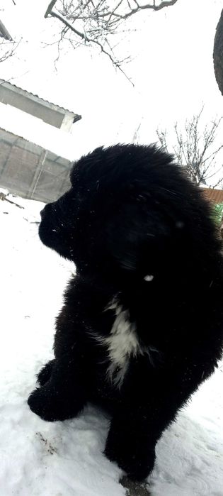 Ньюфаундлен собаки