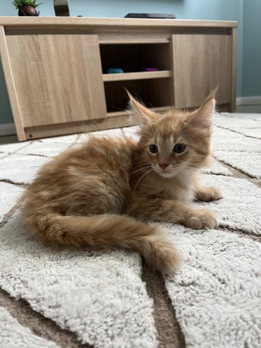 Kot młody Maine coon