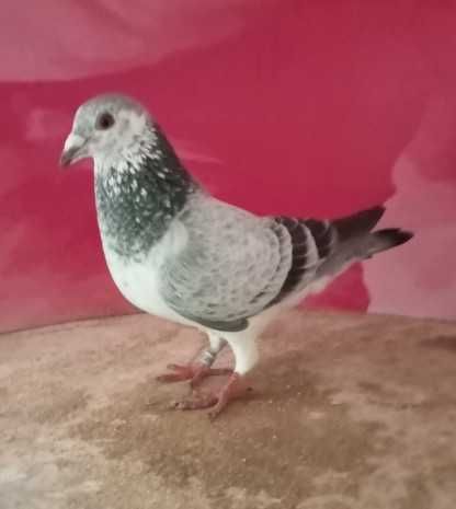 Linda pombo correio Silver Shadow...da Freiria
