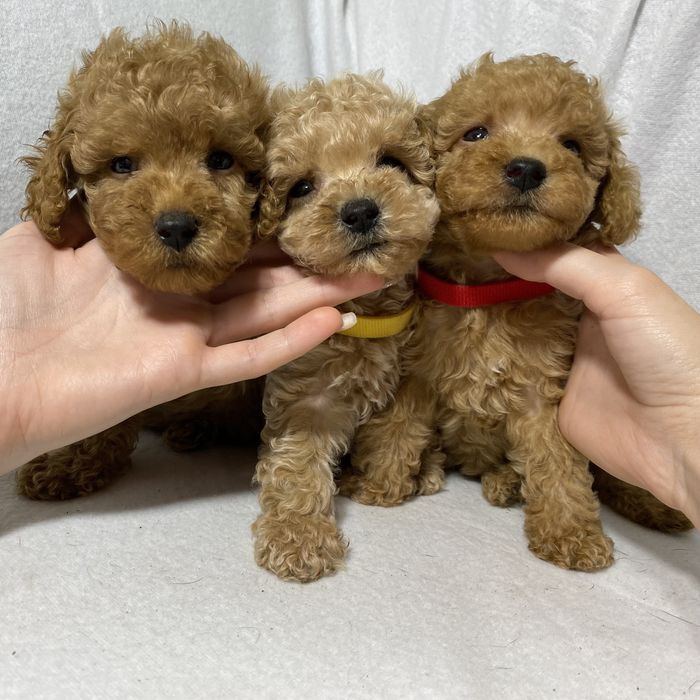 Той Пудель Мальчики