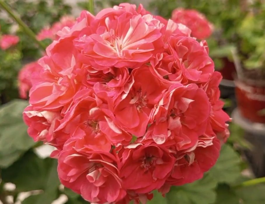 Сортова пеларгонія