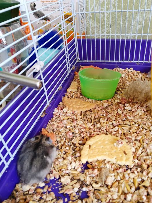 Джунгарский хомяк