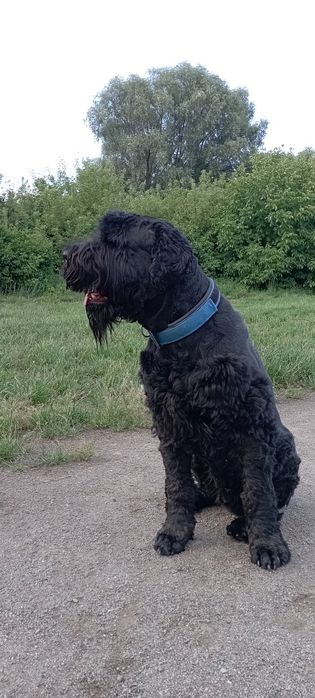 Ищу девочку для вязки чёрного терьера.