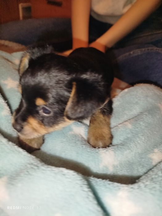 Pińczerki miniaturowe