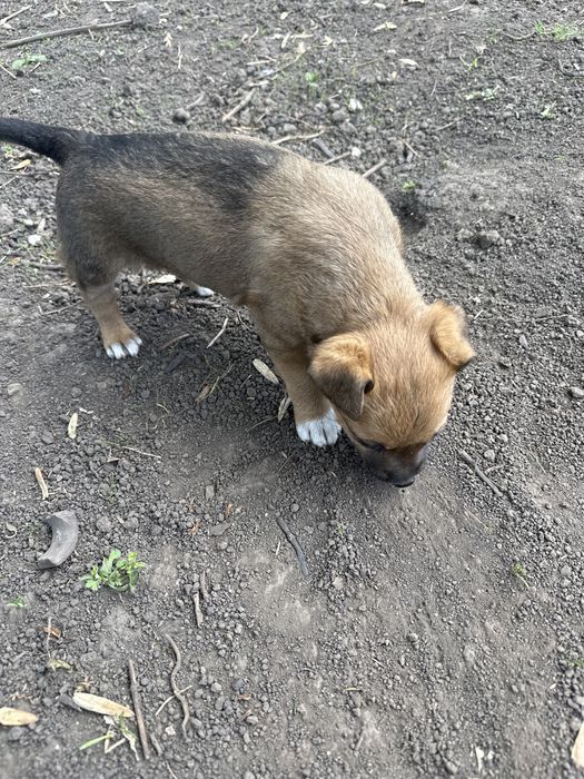 Песики маленької породи
