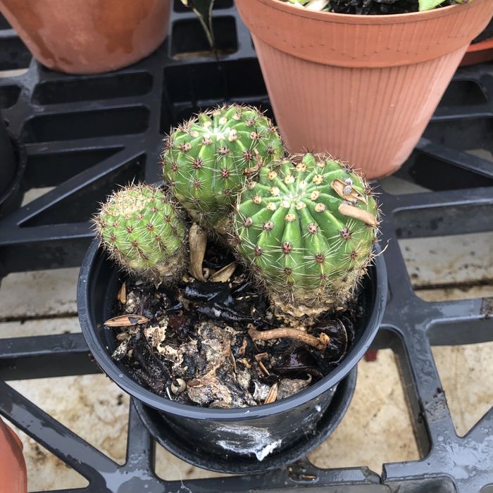 Plantas e cactos variadas