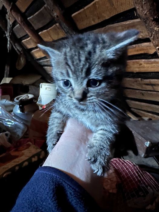 Породистие кошенята