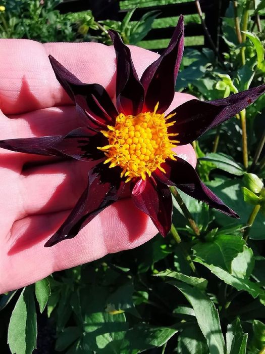 Dalia Honka -Mega Kolekcja 30 nasion.