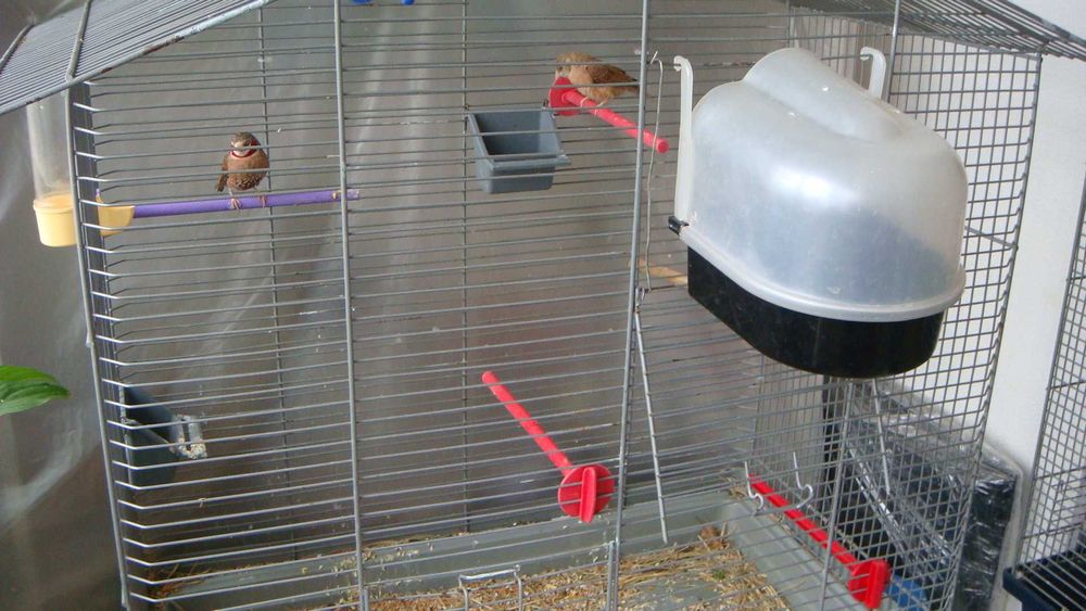 большая клетка для птиц 83 см75см 41см