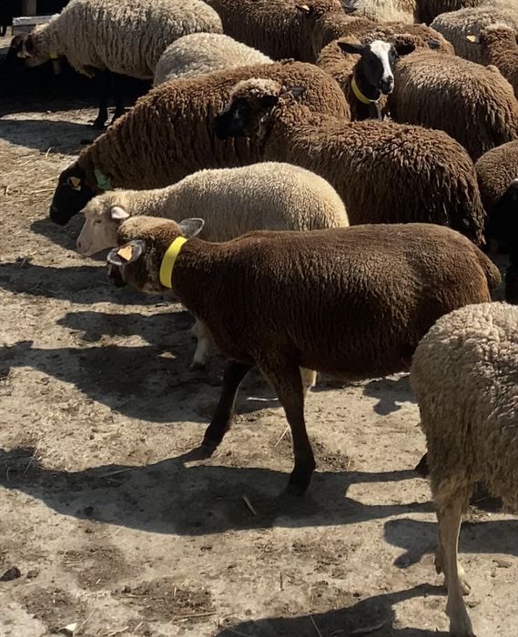 Ovelhas / borregas varias raças ( suffolk , p3 , île de france , merino )