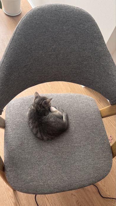 Кошенята безкоштовно
