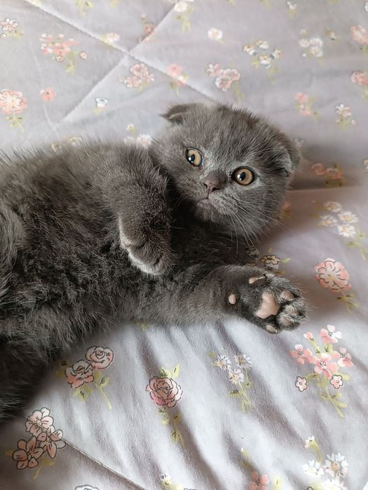 Шотландські кошенята