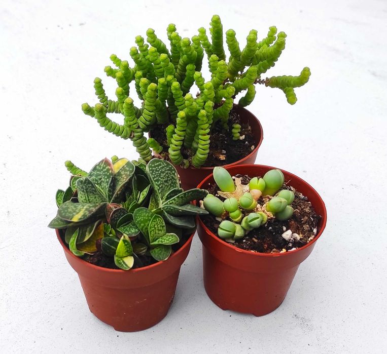 Suculentas e cactos raros de colecção - em vaso