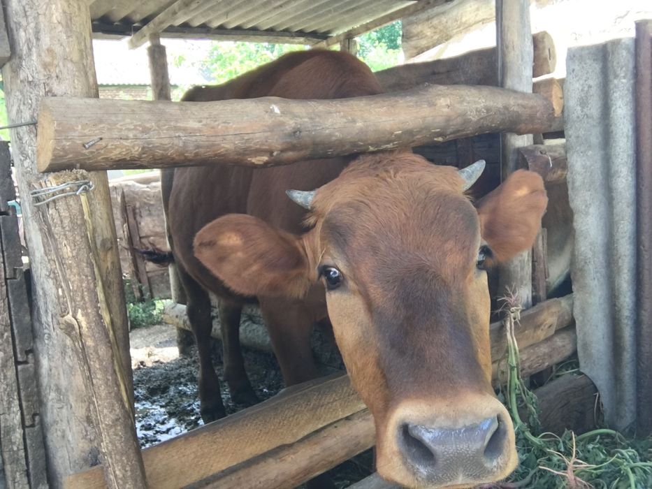 Продам Телицю 11 місяців
