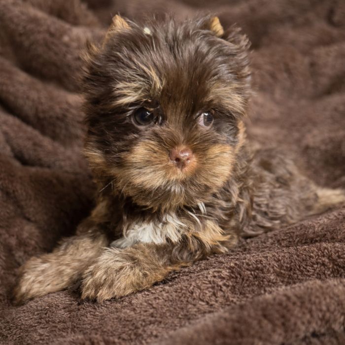 Piesek choco york, czekoladowy, wyjątkowy , maleńki