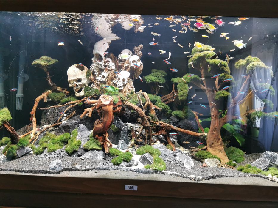 Akwarium juwel rio 350 Wzgórze czaszek