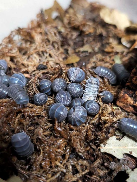 Armadillo officinalis isopody izopody kulanki
