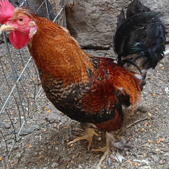 Ovos de fraca branca / galinhas de Angola brancas pequenas / cocós