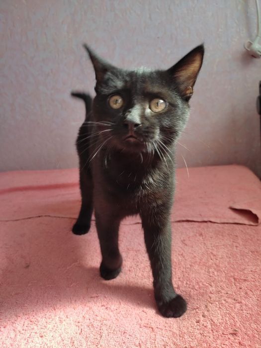 Красивый черный котенок