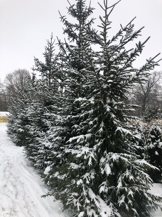 Choinka Wrocław choinki z plantacji
