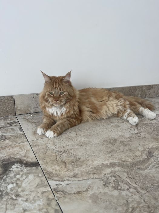 Oddam Maine coon
