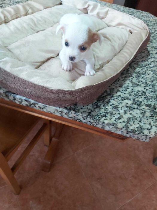 Chihuahua macho mini