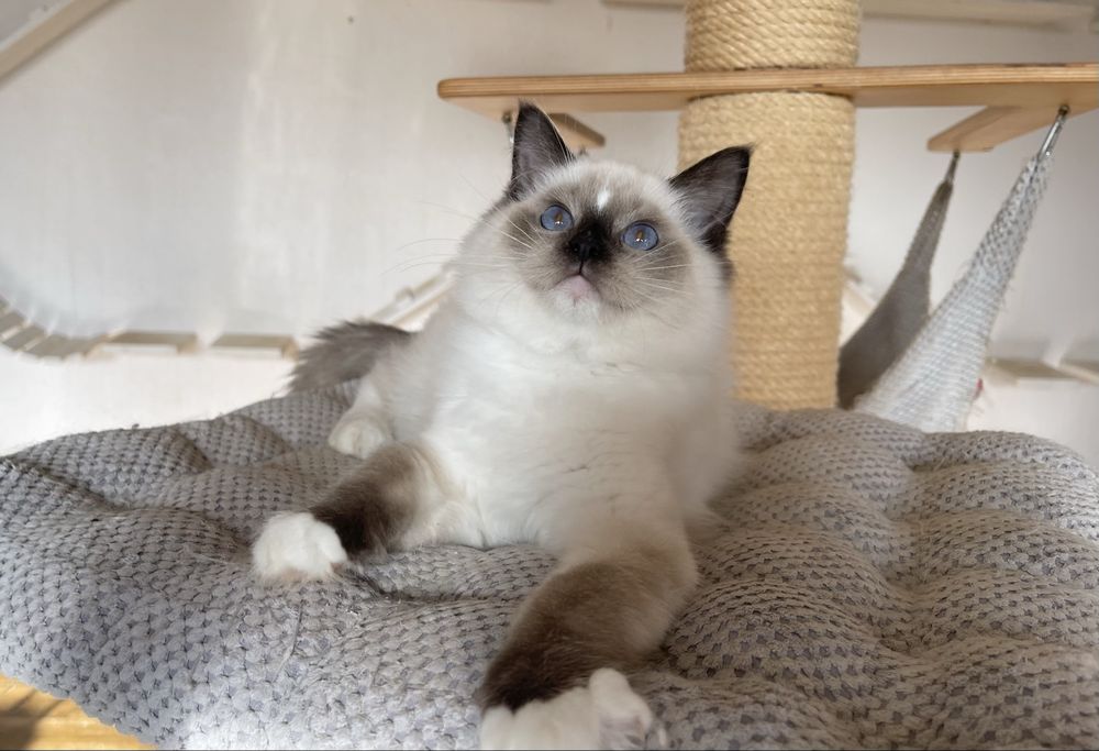 Kocurek Ragdoll Cenzo  seal mitted, rodowód FPL