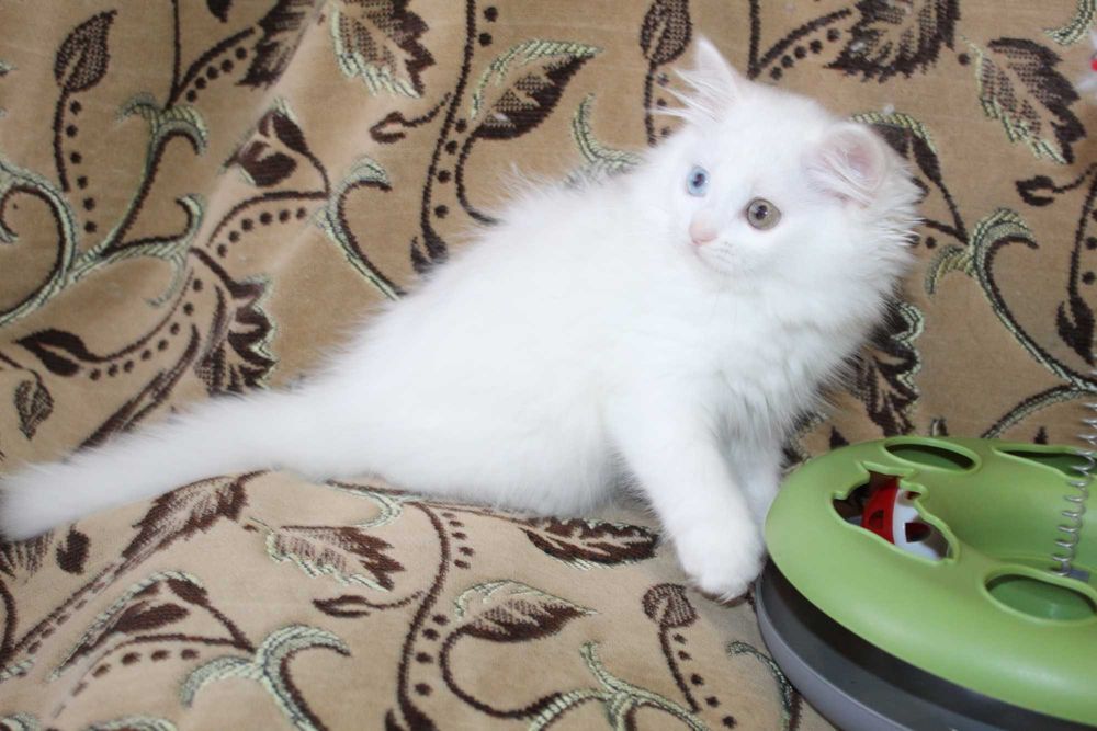 Белые котята голубоглазый, котенок голубые глаза, разноглазый