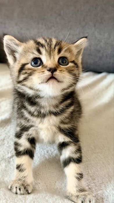 Шотландські кошенята