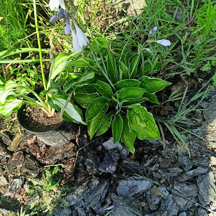 Funkia , hosta ze zdjęć 2 sztuki