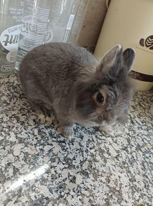 Mini nini anão holandês