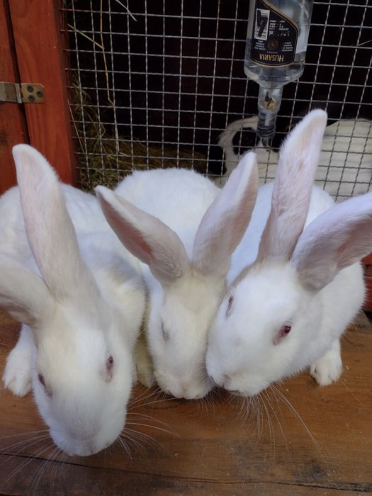 Króliki Termondzkie