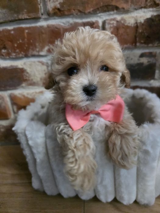 Maltipoo f1  suczka  już do odbioru!