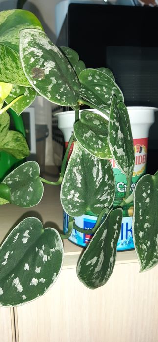 Цветы Сциндапсус епипремнум набор