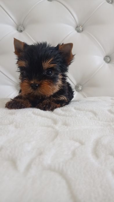 Микро Девочки Мальчики Йорки