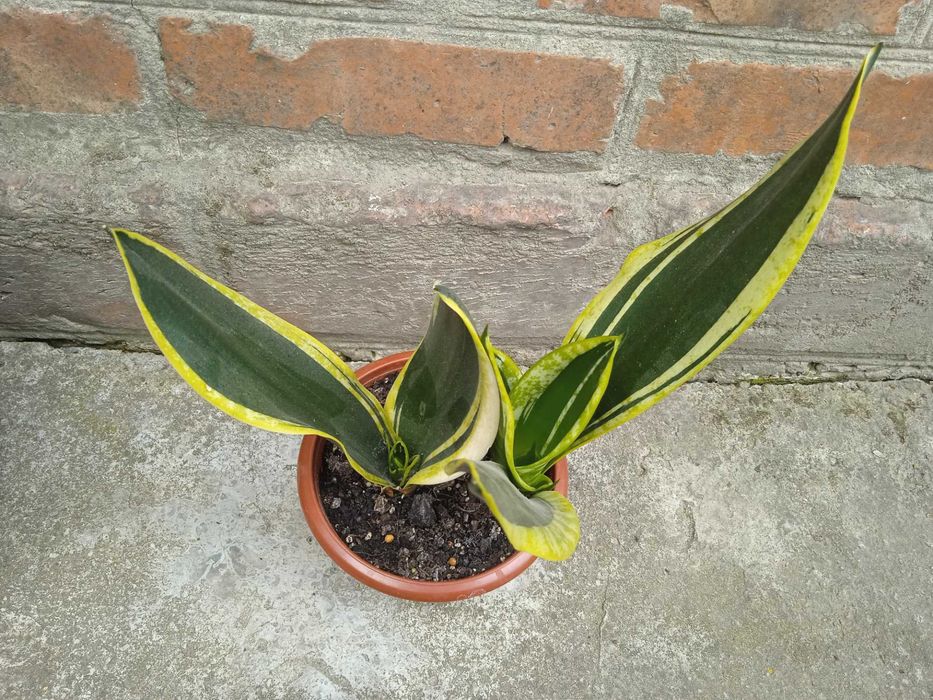 Молода домашня сансевієрія Блек Голд