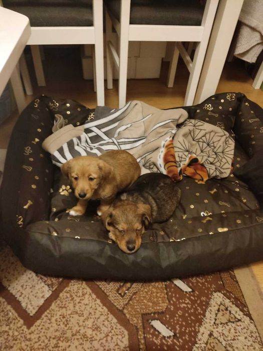 Legowisko Kojec Posłanie Wodoodporne 100x75 Cm Nowe pies kot