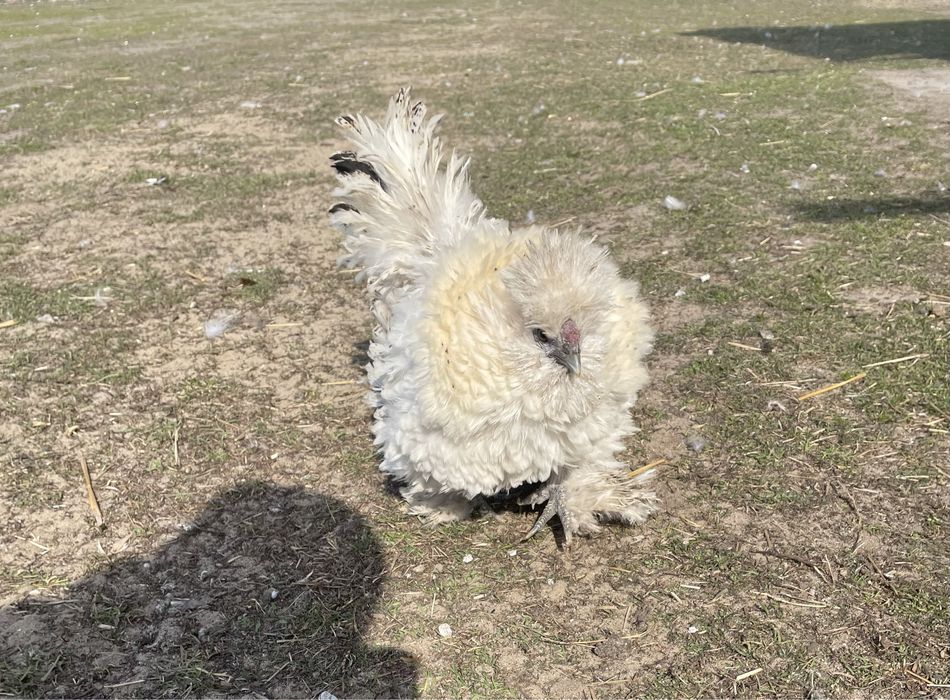 Jaja lęgowe silki lokowanej 10 szt