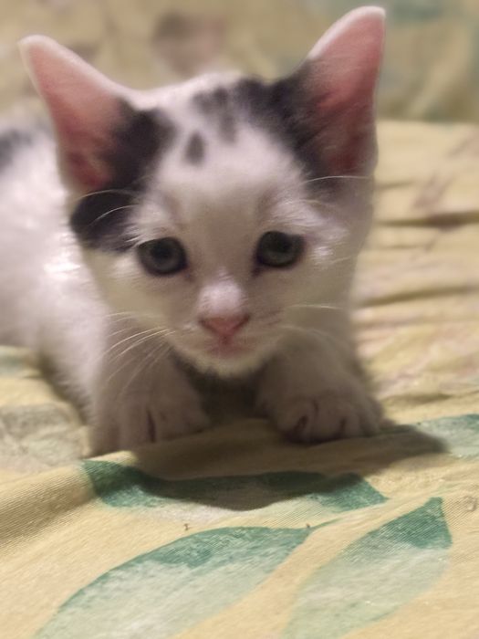 Lindos gatinhos a procura de um lar