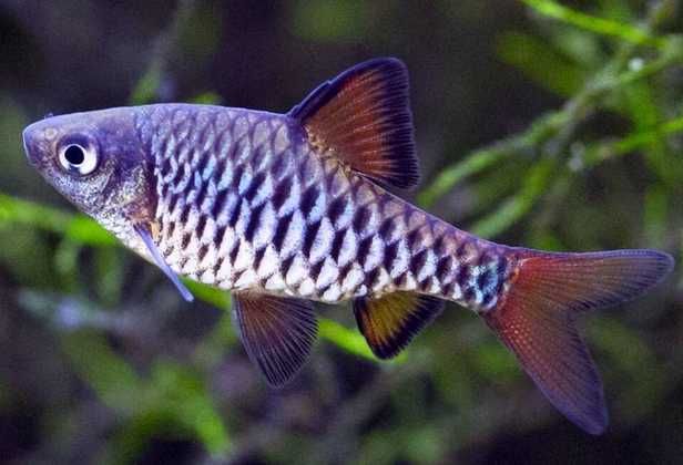 Brzanka wielkołuska - Rybki do akwarium