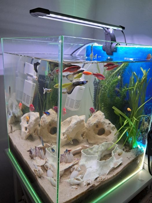 Akwarium z rybami i pełnym wyposażeniem, kostka 30 L
